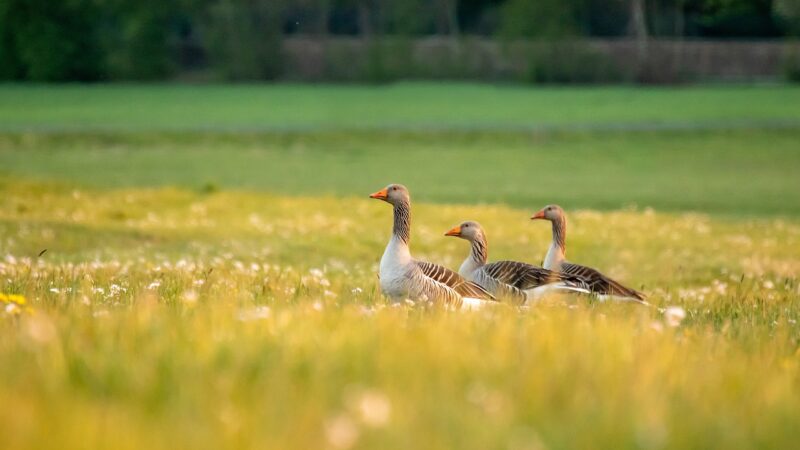 découvrez nos conseils et astuces pour un entretien optimal de votre pelouse. apprenez à choisir les meilleurs produits, à tondre efficacement et à nourrir votre gazon pour un jardin verdoyant et en pleine santé.